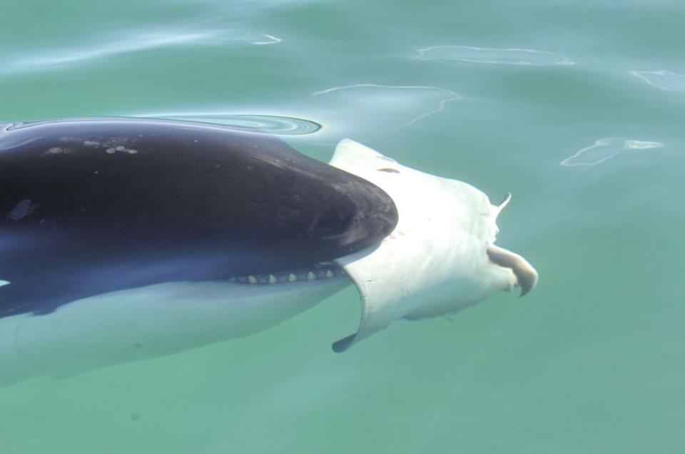 » The Woman Who Swims With Killer Whales