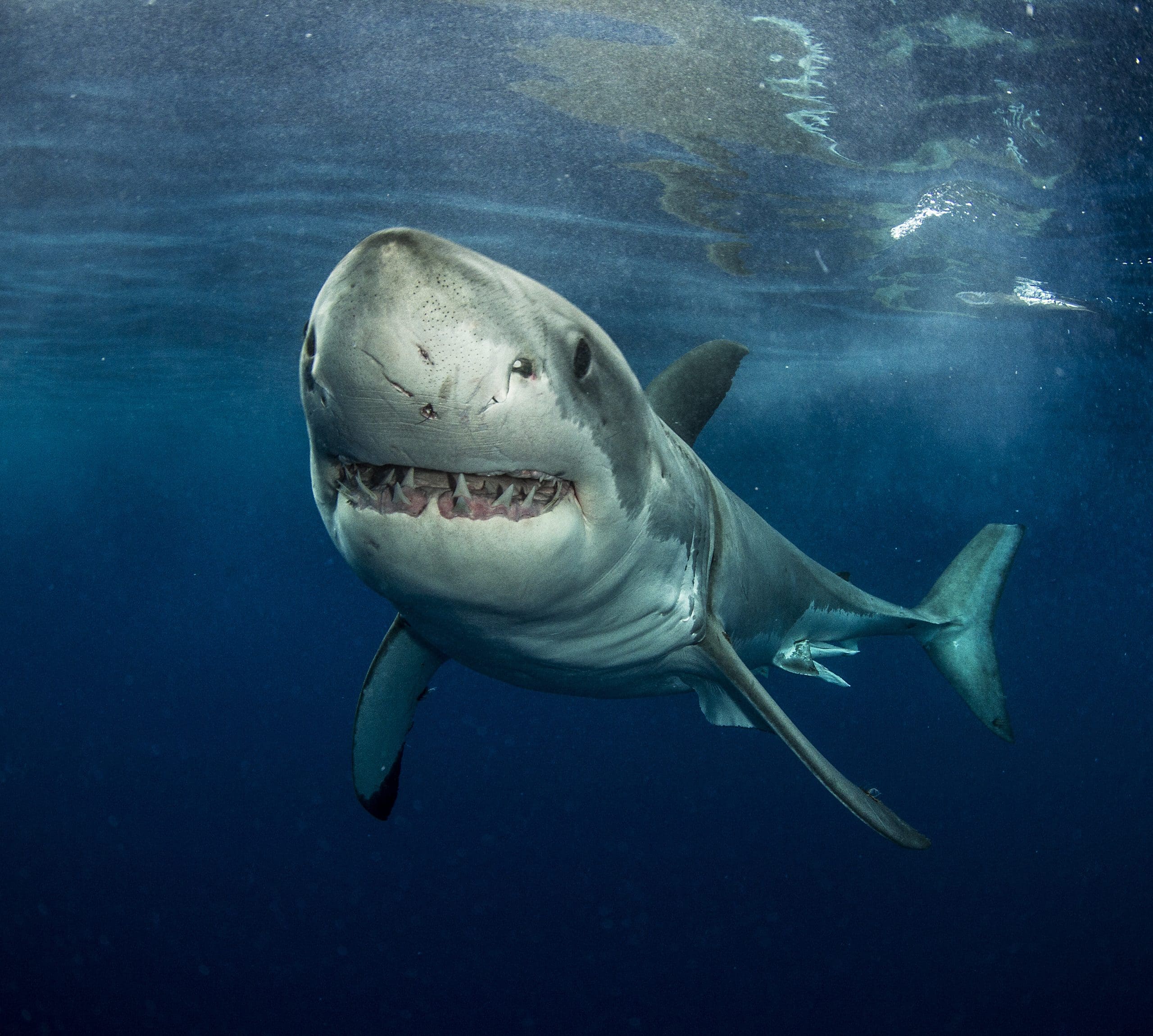 Planet Love Life - Smile! It's #SharkWeek! A Great White Shark's 300  serrated teeth are an amazing hunting adaptation! What's even more amazing  is their replaceability. Sharks constantly lose and regrow their