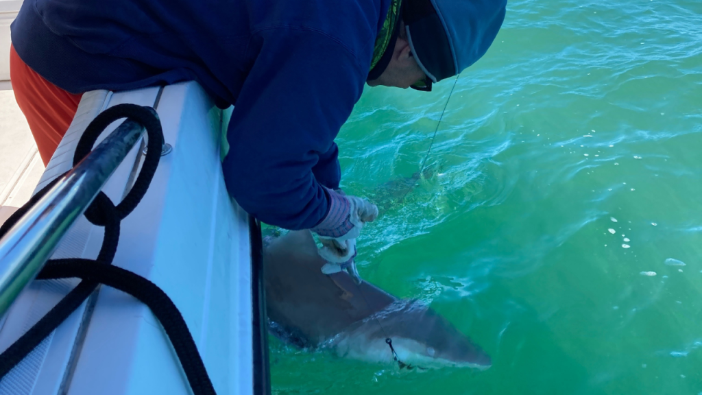 Greg Skomal at work with white sharks