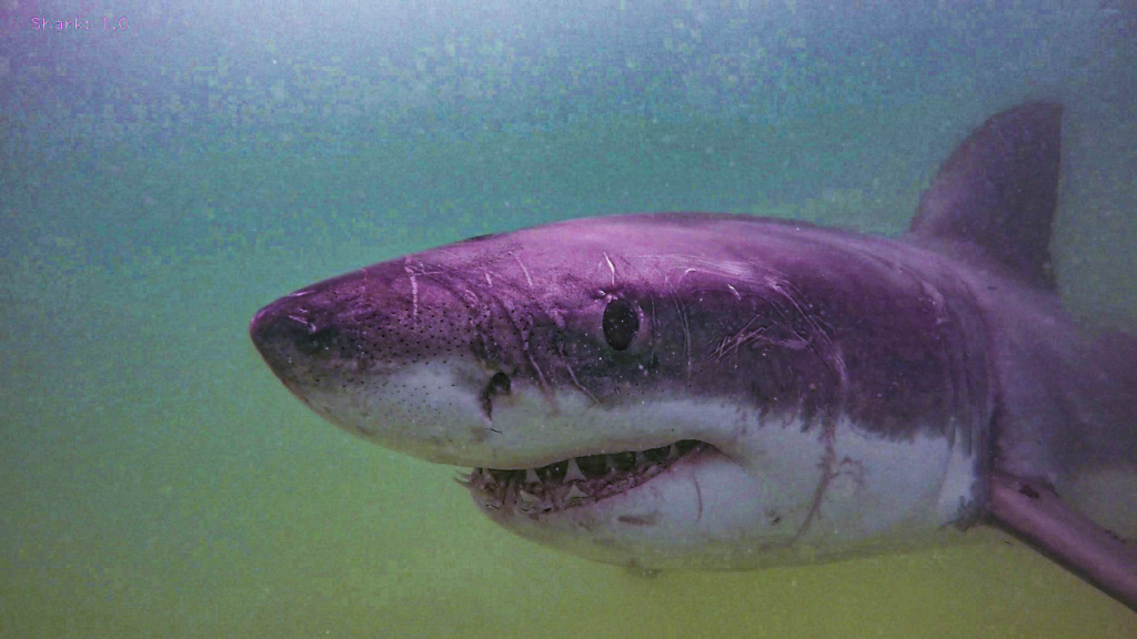 White shark tagged in Canada waters