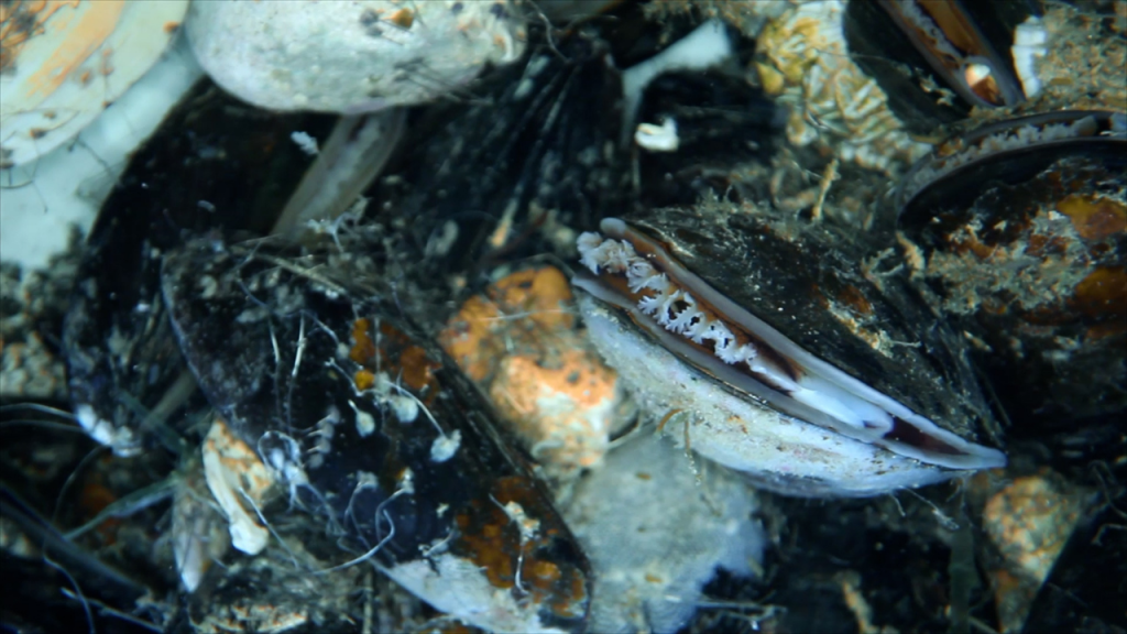 Mussels help to filter the water and provide structure for the Kelp to attach and grow