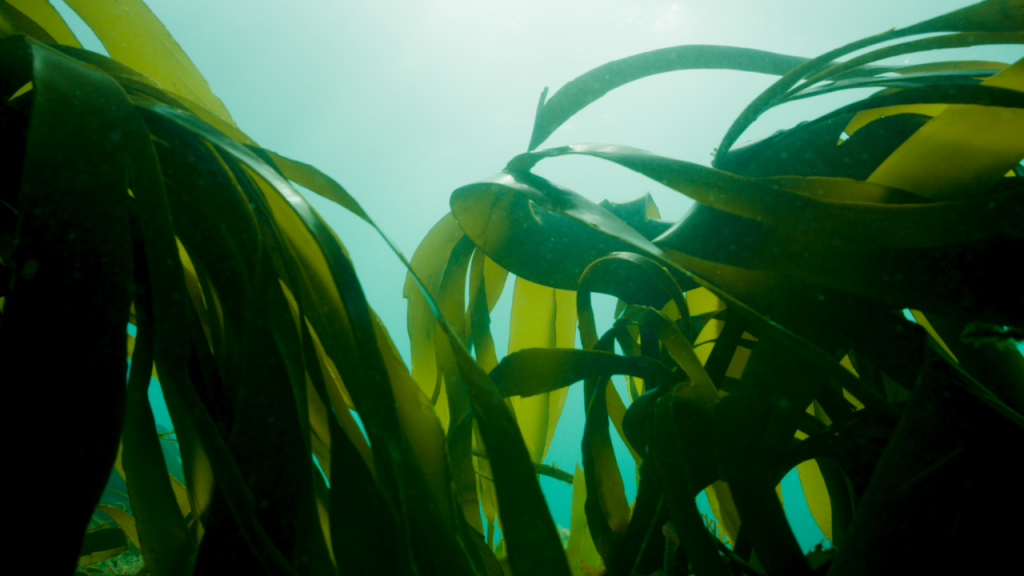 Once a thriving underwater forest, the Kelp was destroyed by trawling. Now it is on the slow road to recovery